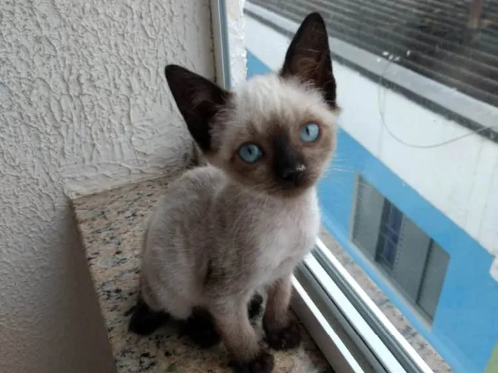 Gato ra a Siames  idade 2 a 6 meses nome Jasmin 