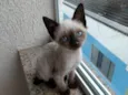 Jasmin