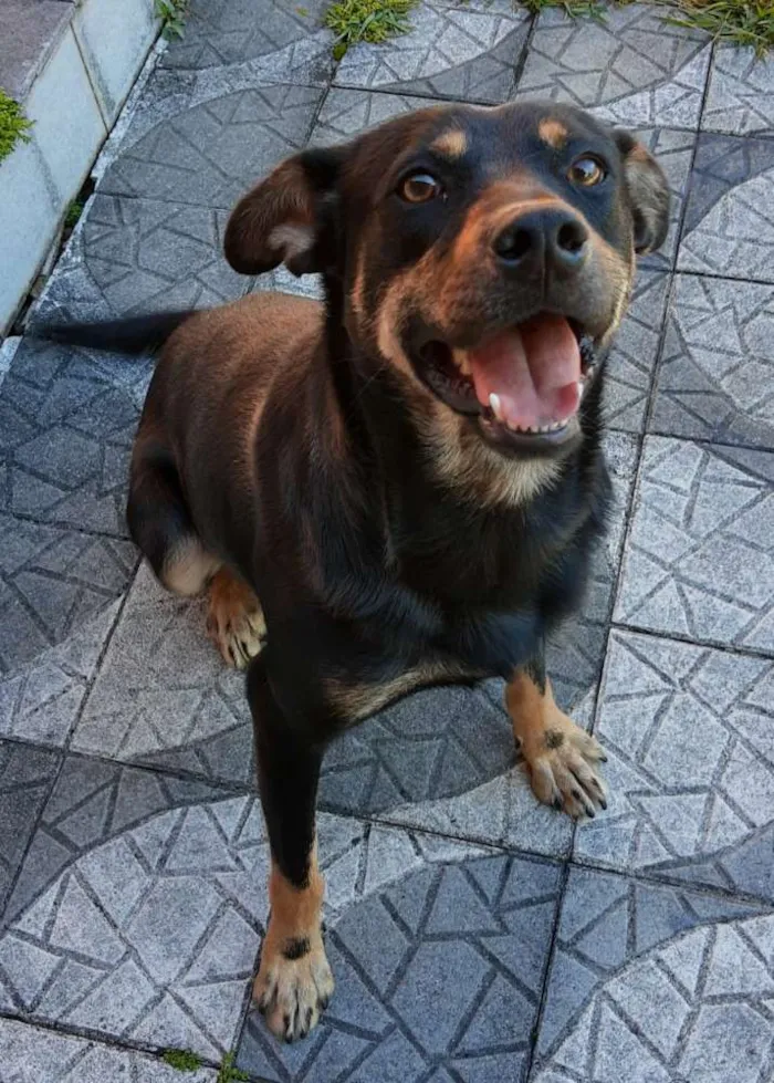 Cachorro ra a SRD idade 1 ano nome Scott