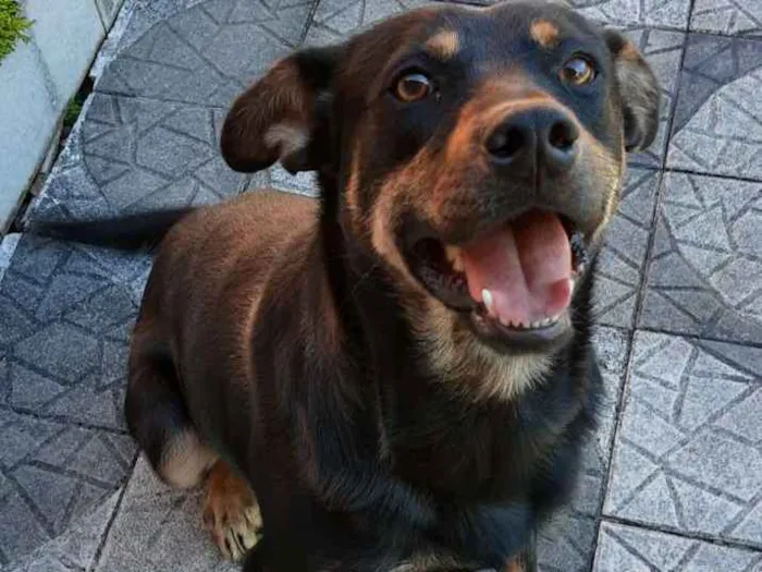 Cachorro ra a SRD idade 1 ano nome Scott