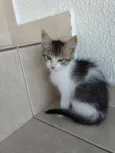 Pompom linda gatinha