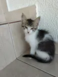 Pompom linda gatinha