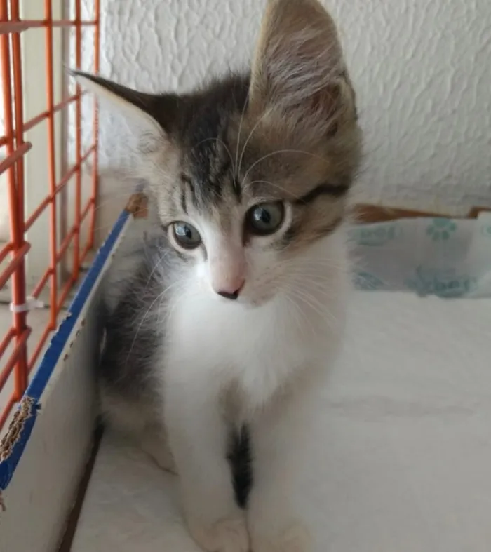 Gato raça Srd  idade 2 a 6 meses nome Pompom linda gatinha