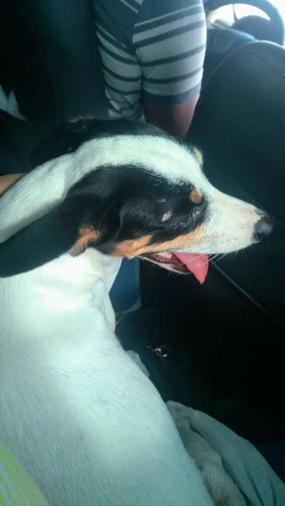 Cachorro ra a Fox Paulistinha idade 7 a 11 meses nome Ariel