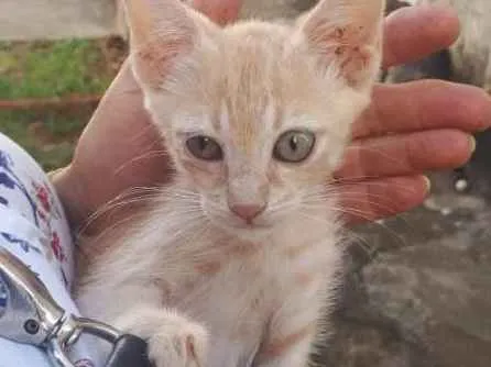 Gato raça Sem raça definida  idade Abaixo de 2 meses nome Lelo