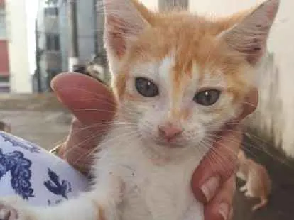 Gato raça Sem raça definida  idade Abaixo de 2 meses nome Jujuba