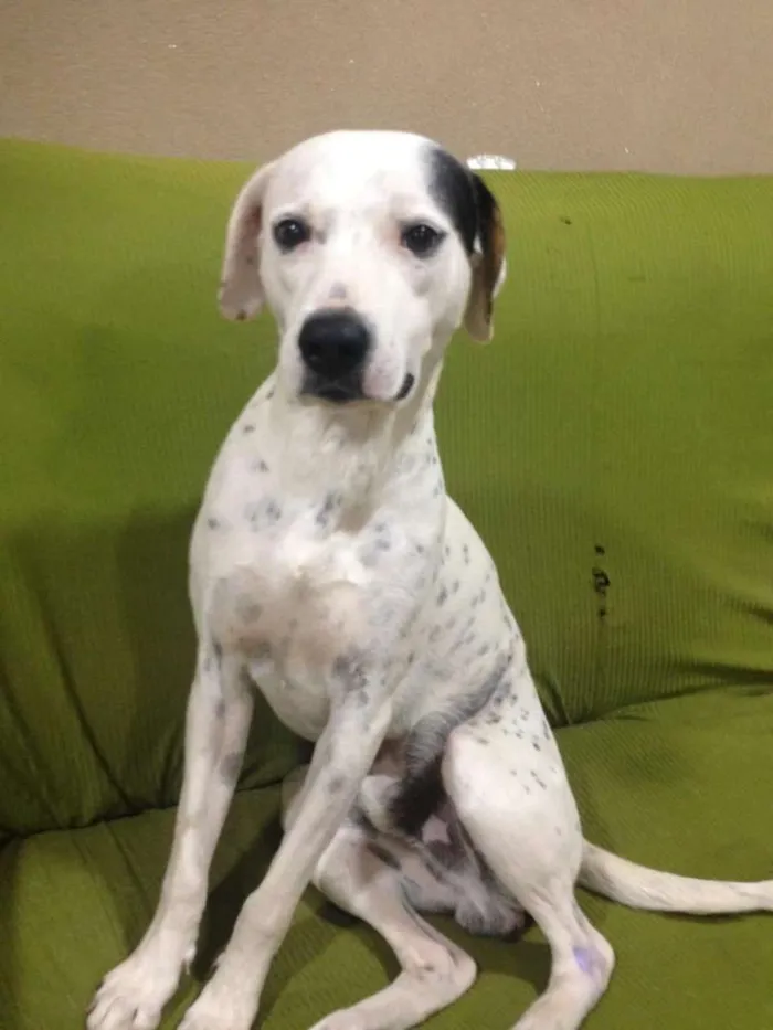 Cachorro ra a Parece Dalmata mas é vira lata idade 3 anos nome ITI