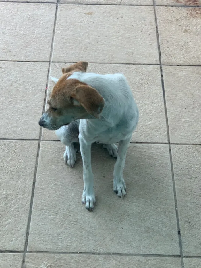 Cachorro ra a Vira Latas idade 1 ano nome Primcesa