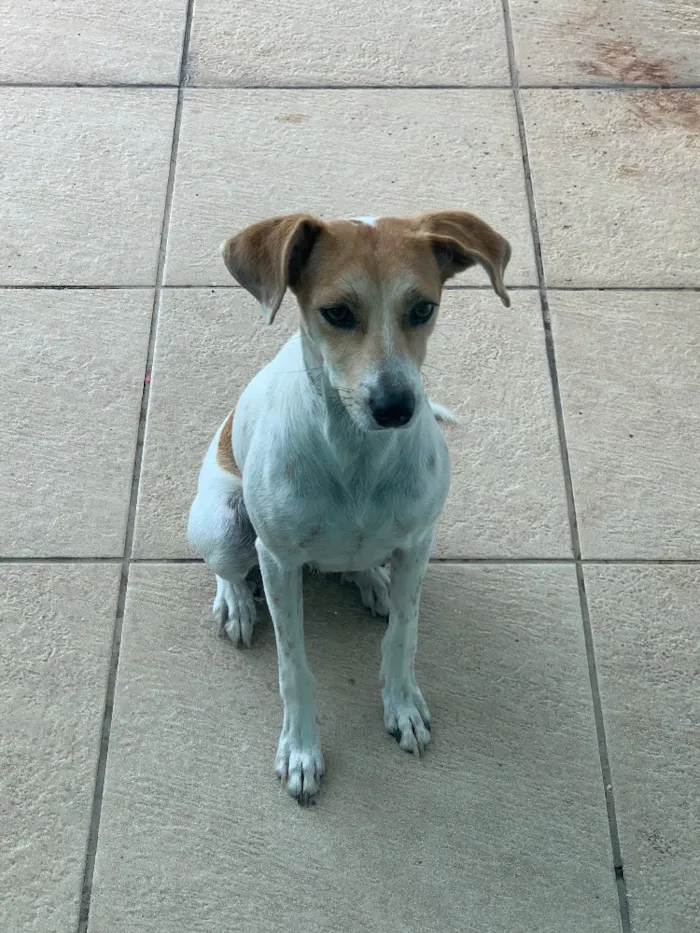 Cachorro ra a Vira Latas idade 1 ano nome Primcesa