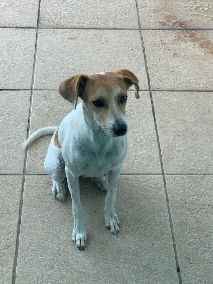 Cachorro ra a Vira Latas idade 1 ano nome Primcesa