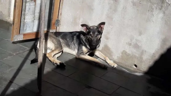 Cachorro raça Pastora caipira  idade 3 anos nome Bella