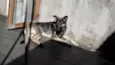 Bella