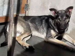 Cachorro raça Pastora caipira  idade 3 anos nome Bella