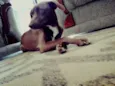 Niná