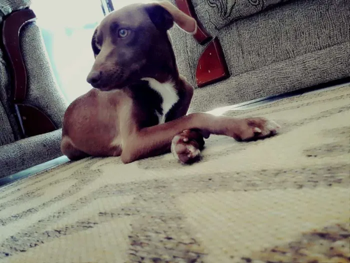 Cachorro raça Vira-lata  idade 3 anos nome Niná