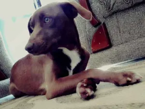 Cachorro raça Vira-lata  idade 3 anos nome Niná