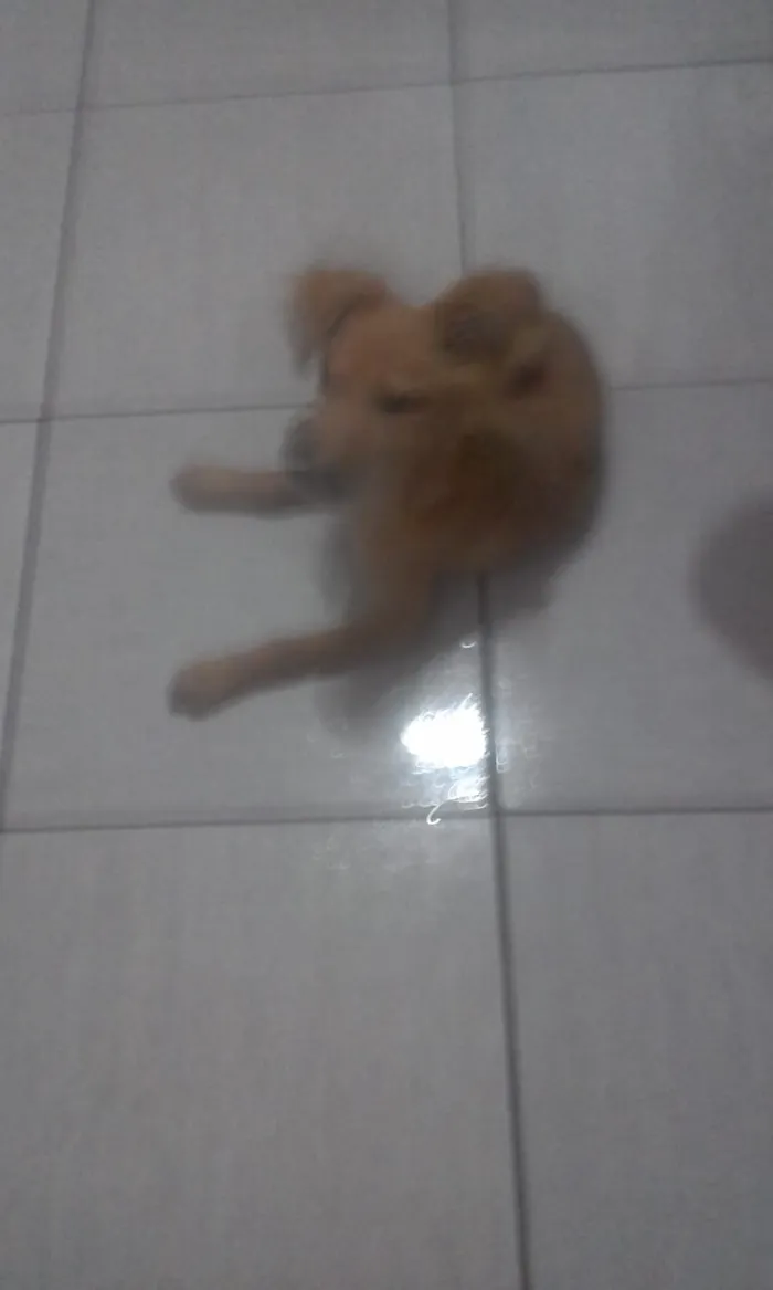 Cachorro ra a  idade Abaixo de 2 meses nome Sem nome