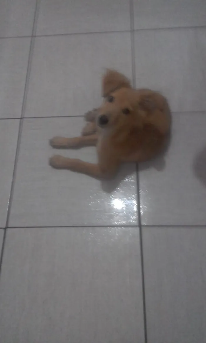 Cachorro ra a  idade Abaixo de 2 meses nome Sem nome