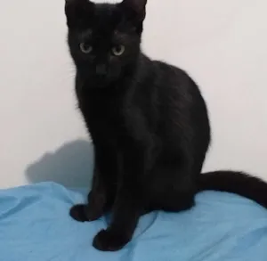 Gato raça Srd idade 2 a 6 meses nome Félix