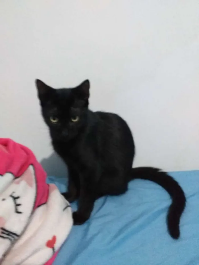 Gato raça Srd idade 2 a 6 meses nome Félix