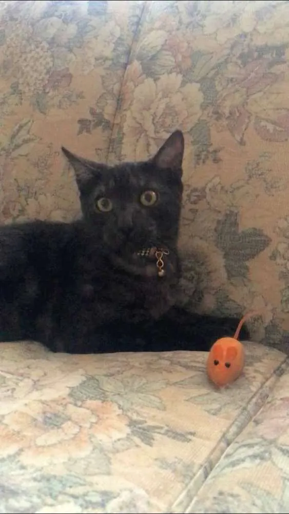 Gato raça Srd idade 7 a 11 meses nome Onix