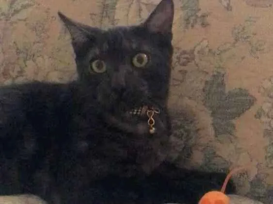 Gato raça Srd idade 7 a 11 meses nome Onix