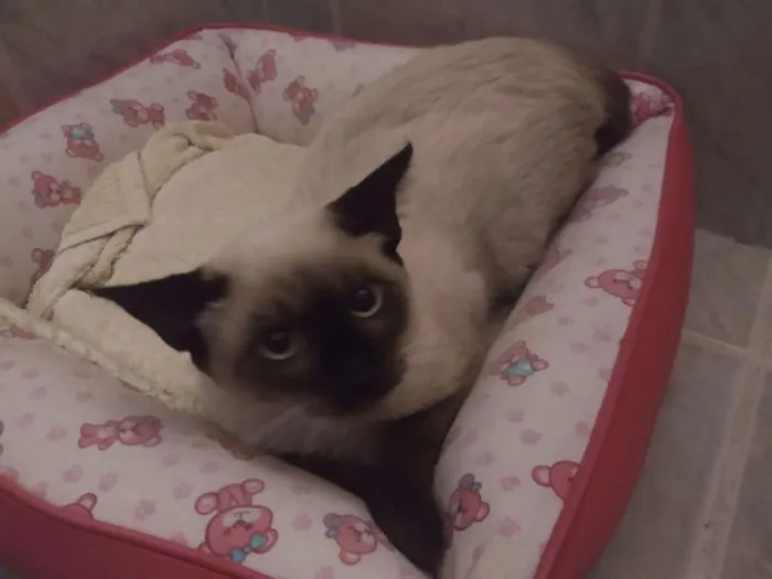 Gato ra a Srd idade 2 a 6 meses nome Oliver