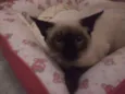 Oliver