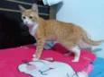 Simba
