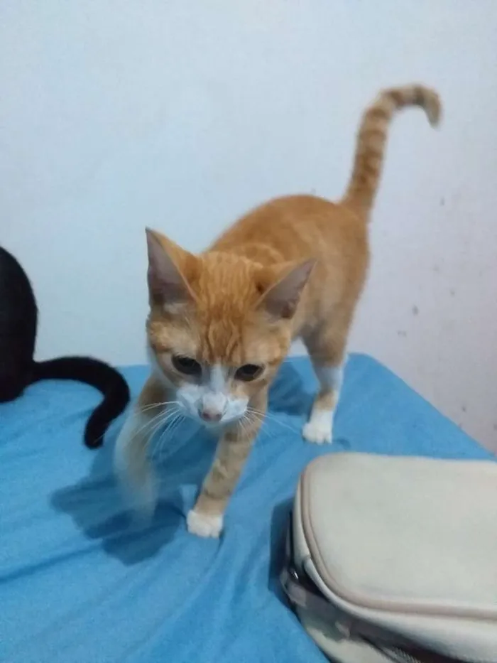 Gato ra a Srd idade 2 a 6 meses nome Simba
