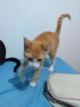 Simba