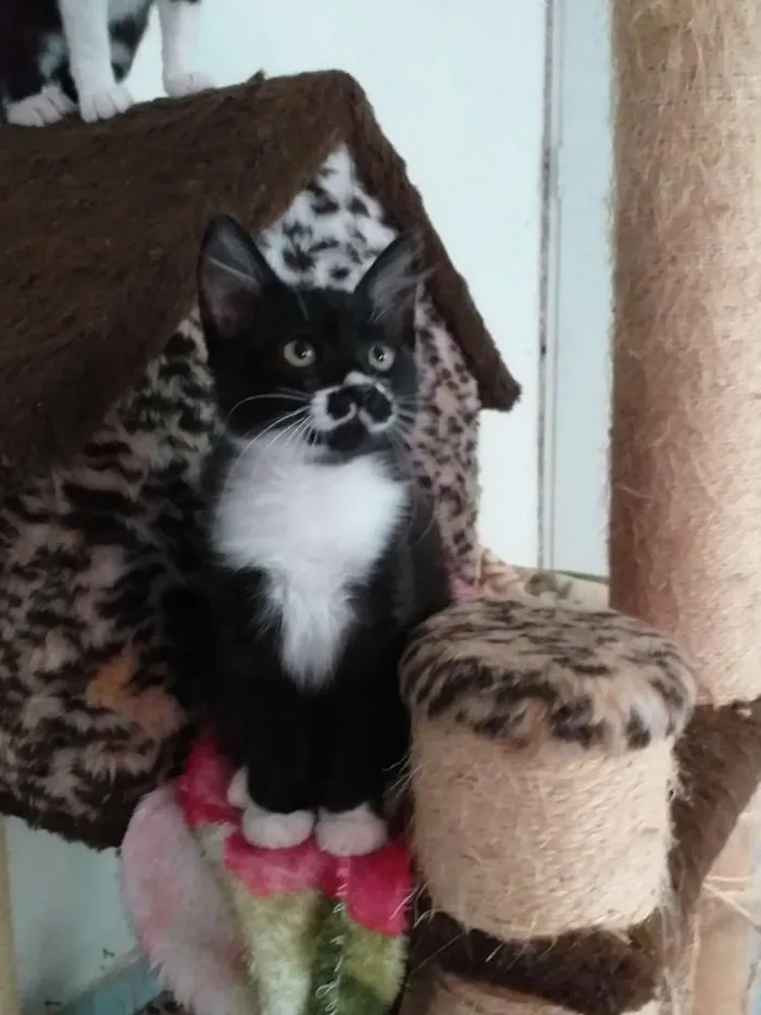 Gato ra a Srd idade 2 a 6 meses nome Catarina