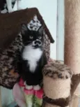 Catarina