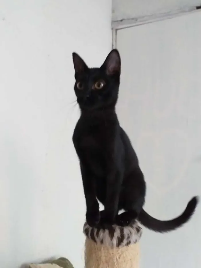 Gato ra a Srd idade 2 a 6 meses nome Pérola