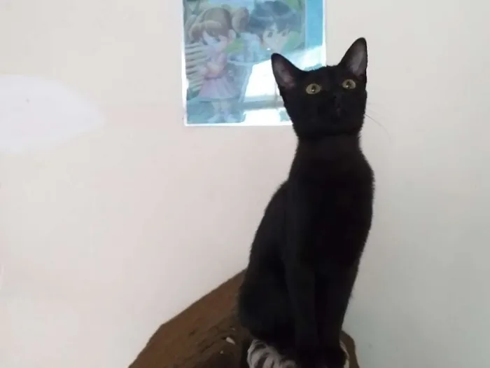 Gato ra a Srd idade 2 a 6 meses nome Pérola