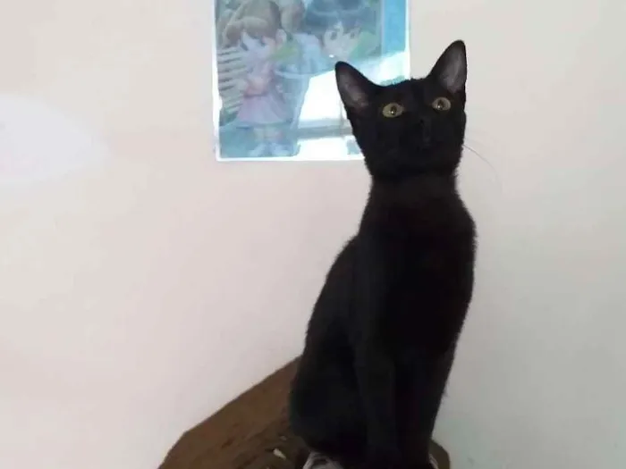 Gato ra a Srd idade 2 a 6 meses nome Pérola
