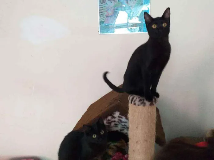 Gato ra a Srd idade 2 a 6 meses nome Pérola
