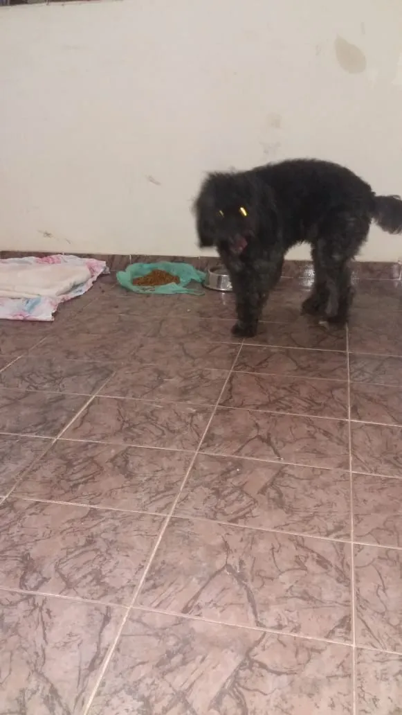 Cachorro ra a Poodle  idade 1 ano nome Valentim