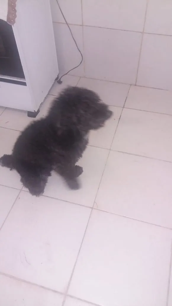 Cachorro ra a Poodle  idade 1 ano nome Valentim