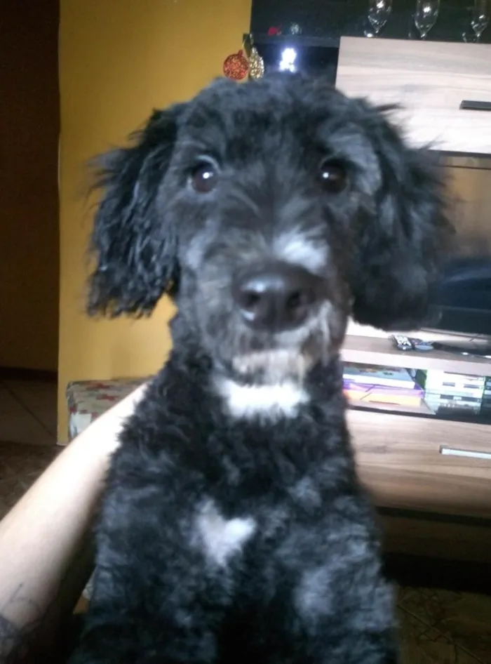 Cachorro ra a Poodle  idade 1 ano nome Valentim
