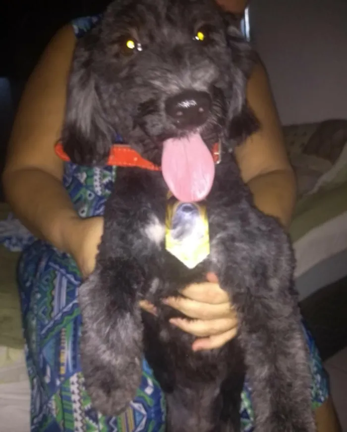 Cachorro ra a Poodle  idade 1 ano nome Valentim