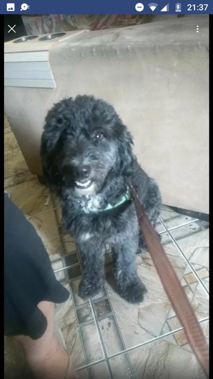Cachorro ra a Poodle  idade 1 ano nome Valentim