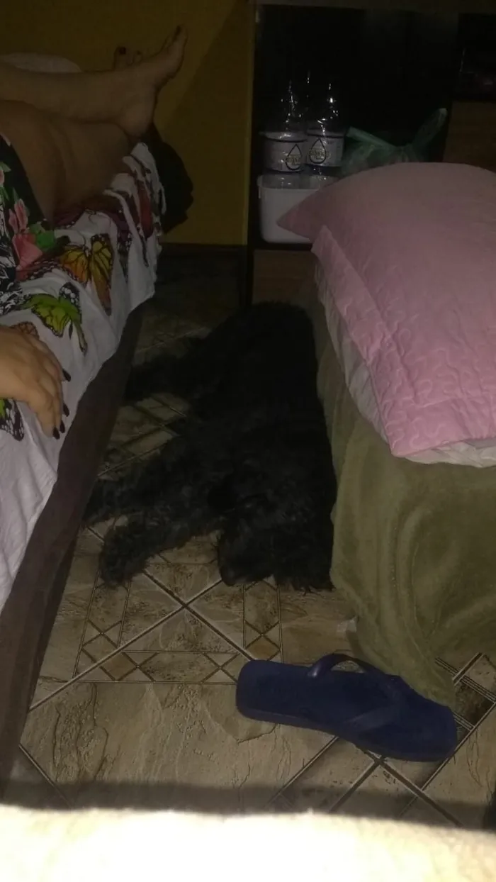 Cachorro ra a Poodle  idade 1 ano nome Valentim