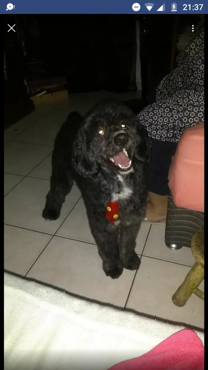 Cachorro ra a Poodle  idade 1 ano nome Valentim