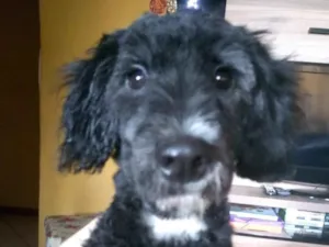 Cachorro raça Poodle  idade 1 ano nome Valentim
