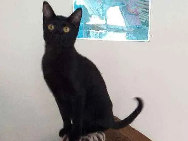 Gato ra a Srd idade 2 a 6 meses nome Pérola