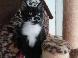 Gato raça Srd idade 2 a 6 meses nome Catarina