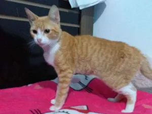 Gato raça Srd idade 2 a 6 meses nome Simba