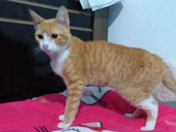 Gato ra a Srd idade 2 a 6 meses nome Simba