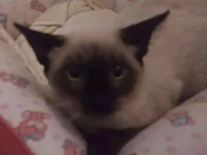 Gato raça Srd idade 2 a 6 meses nome Oliver